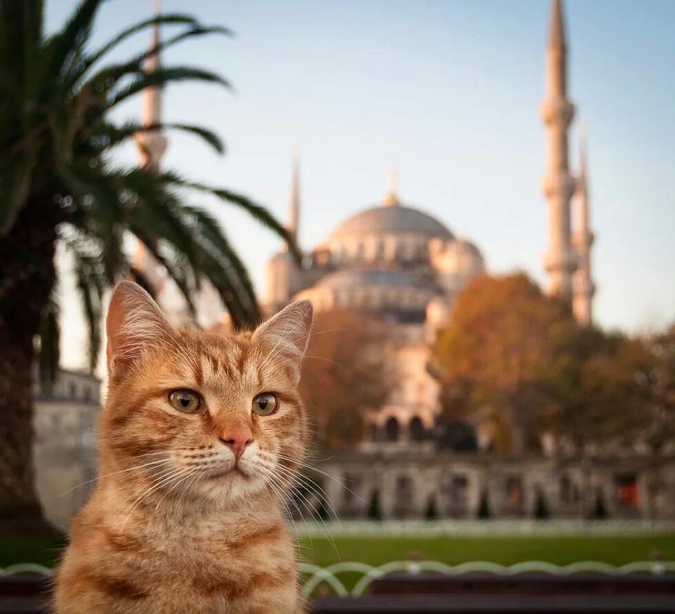 Turkey cats. Кошка Гюли Стамбул. Kedi Стамбул город кошек. Кот в Турции. Турецкие кошки уличные.