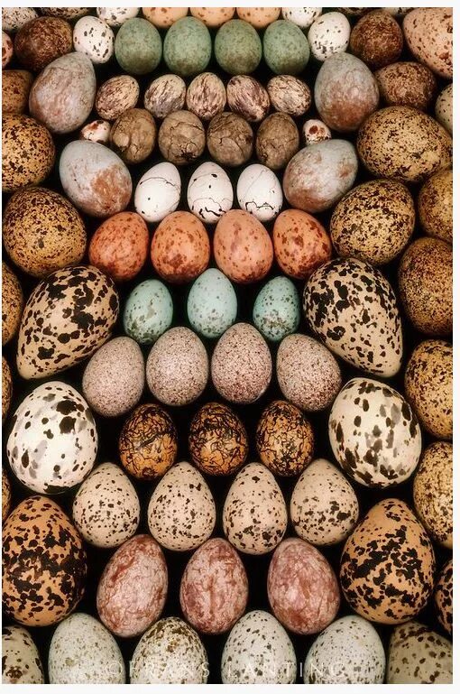 Яйца птиц. Пятнистые птичьи яйца. Красивые яйца птиц. Красивые птичьи яйца.