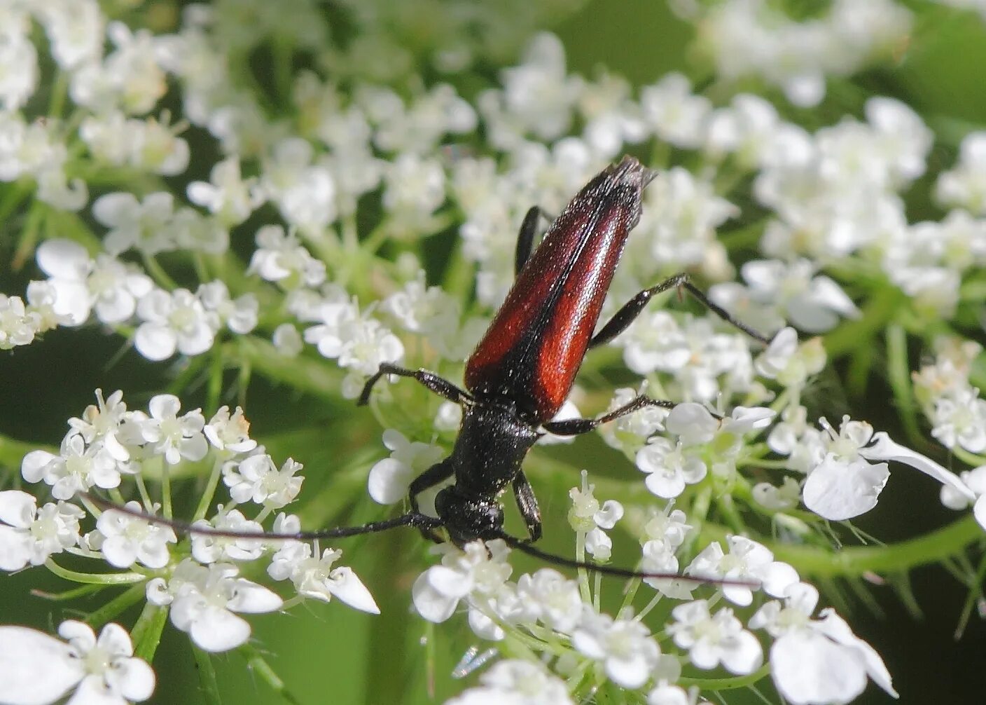 Триба это. Жук усач (Stenurella melanura). Тетраклинис. Тетраклинис дерево. Триба.