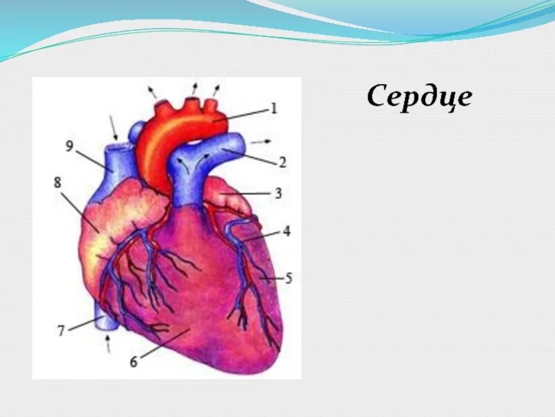 Сердце егэ. Сердце биология. рисунок сердца биология 8 класс. сердце картинка по биологии. сердце биология 9 класс.