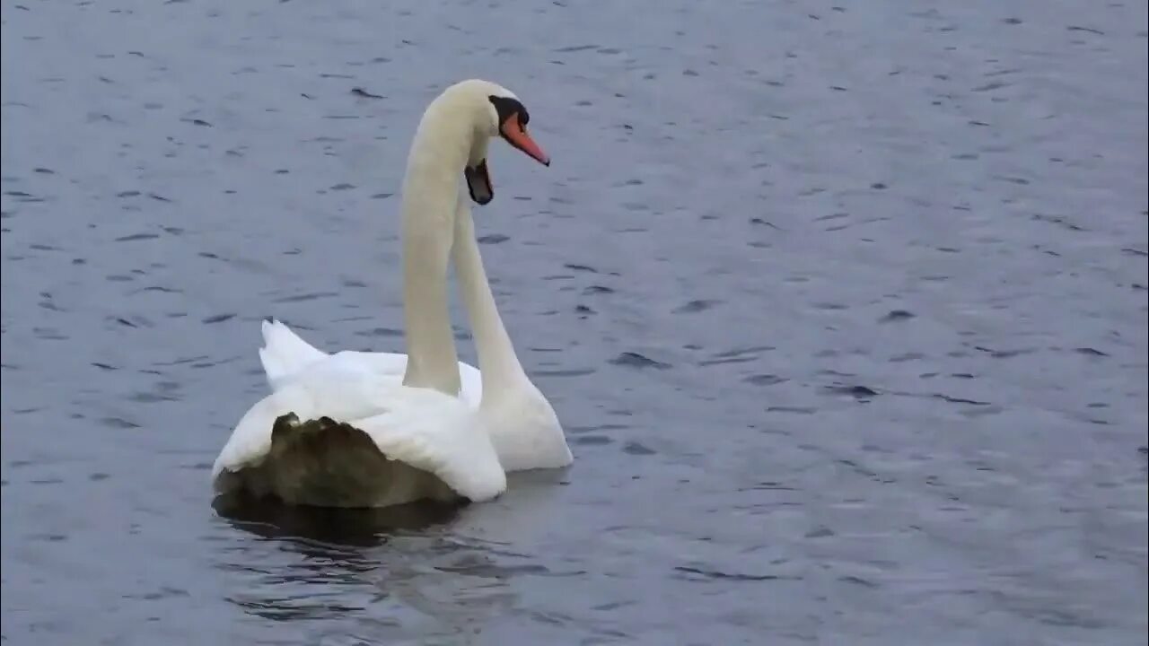 Любовь уставших лебедей димаш видео. Верность лебедей Димаш. Димаш лебеди лебеди. Любовь усталых лебедей. Усталый лебедь.