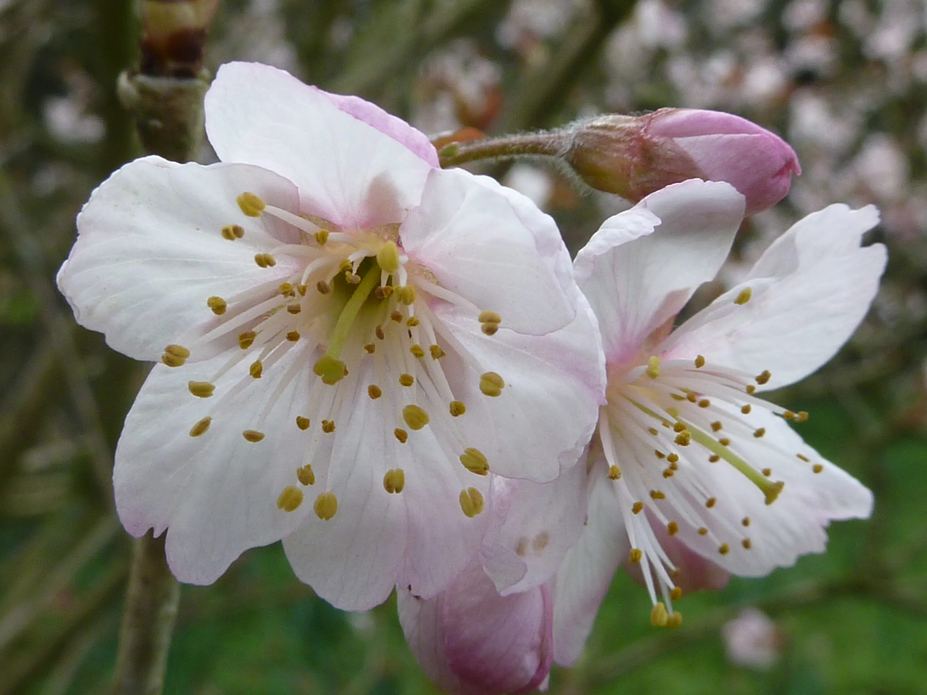 Prunus Rosaceae. Rosaceae Juss,. Prúnus simonii. Rosaceae семейство Koren