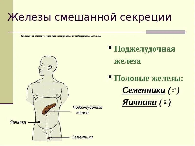 Секреция поджелудочной железы внутренняя секреция. Половая железа функции. Перечислите железы смешанной секреции. Железа смешанной секреции топография.