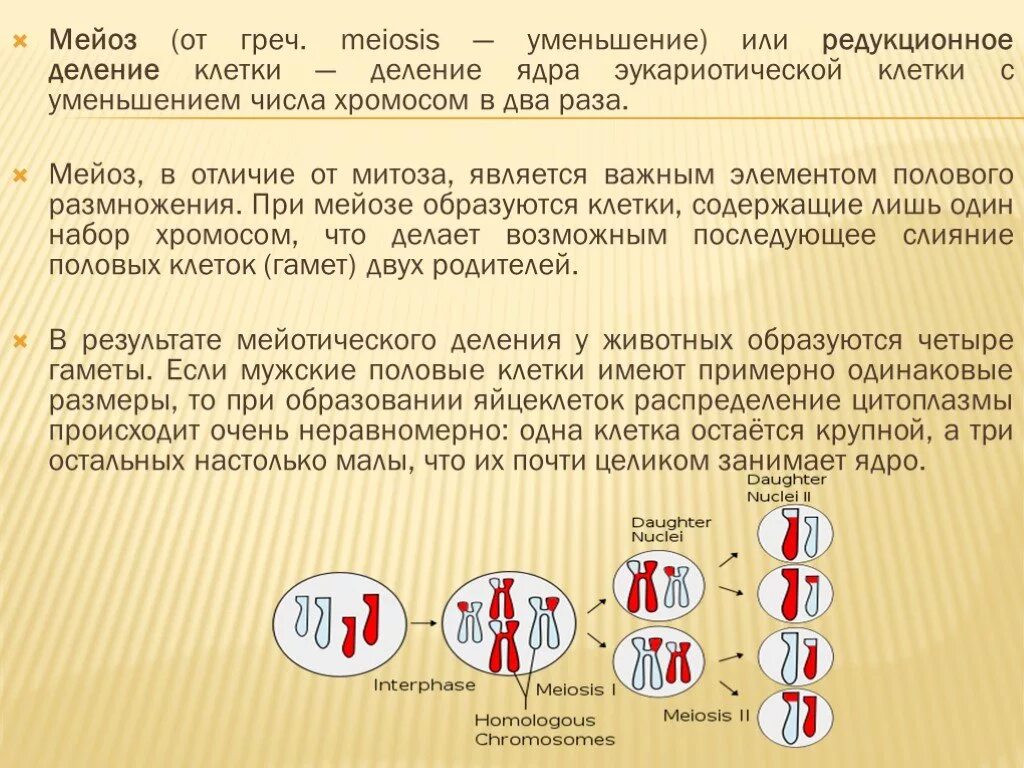 В ходе мейоза образуется. Мейоз. Деление клетки мейоз. Мецох. Мейоз набор хромосом.