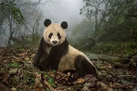 Wild pandas