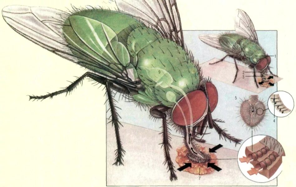 Сколько живет муха обыкновенная