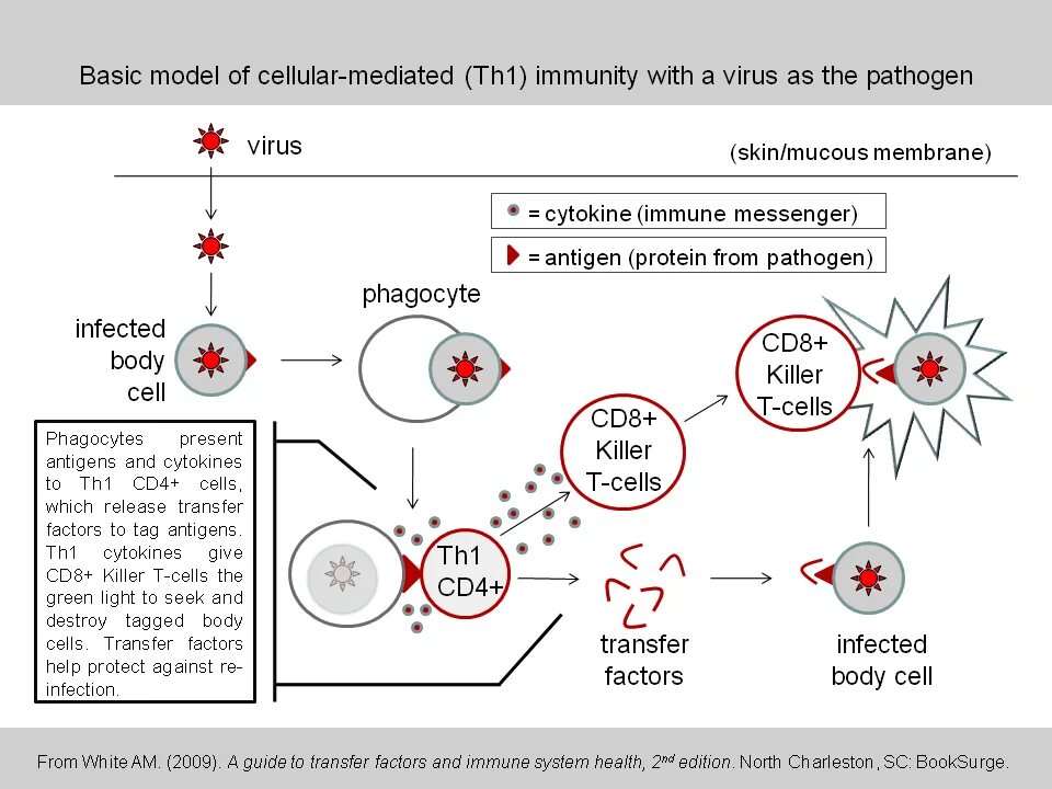 Transfer cell. Молекула трансфер фактор. фактор переноса иммунитета. is immunity by provided cells white. трансфер произношение.