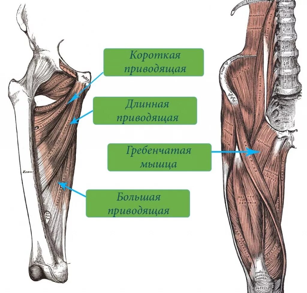 Функции приводящих мышц. Четырехглавая мышца бедра анатомия. Приводящие мышцы бедра анатомия функция. Большая приводящая мышца бедра. Атрофия четырехглавой мышцы бедра.