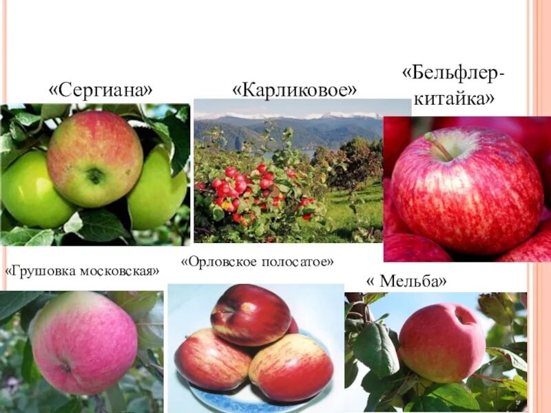 Яблоня бельфлер описание сорта. Мичурин бельфлер китайка. яблоня сергиана. яблоня бельфлер куйбышевский. сергиана сорт яблони.