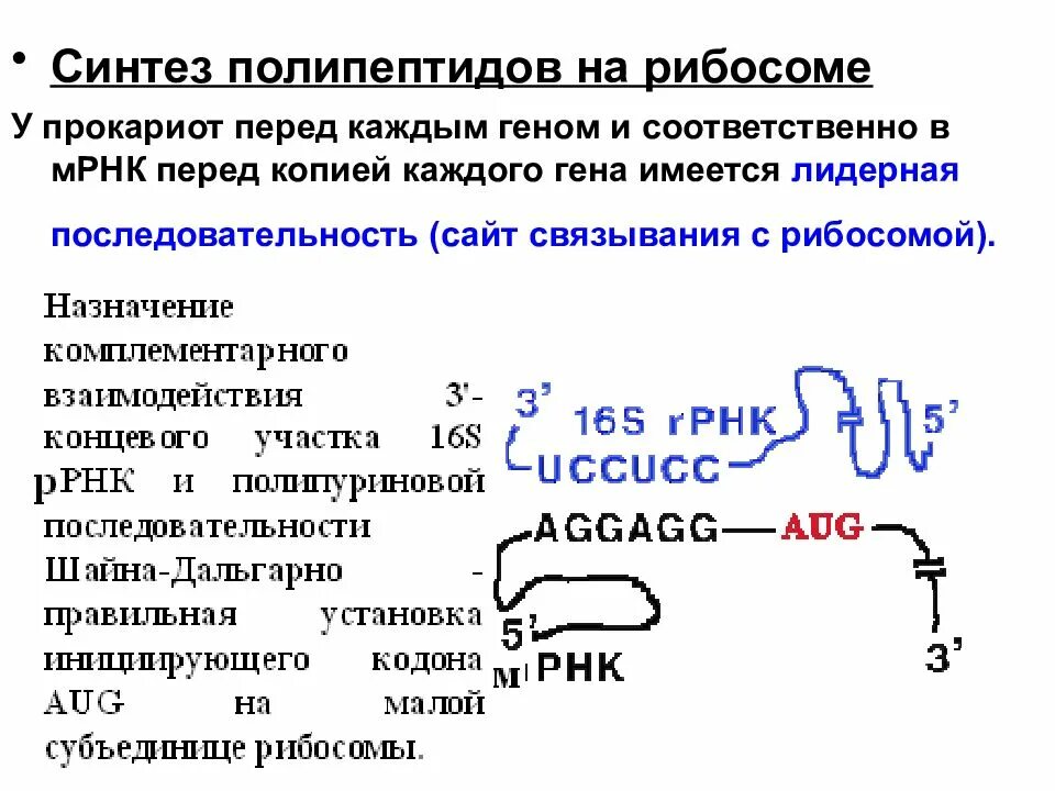 Синтез полипептида начинается с аминокислоты. Полипептид синтезируется на рибосоме из. синтез полипептида. синтезируется полипептид. синтез полипептида на рибосоме.