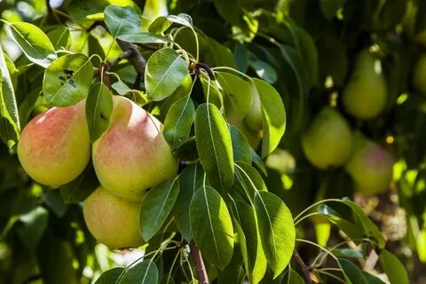 Груша чижовская зимостойкость