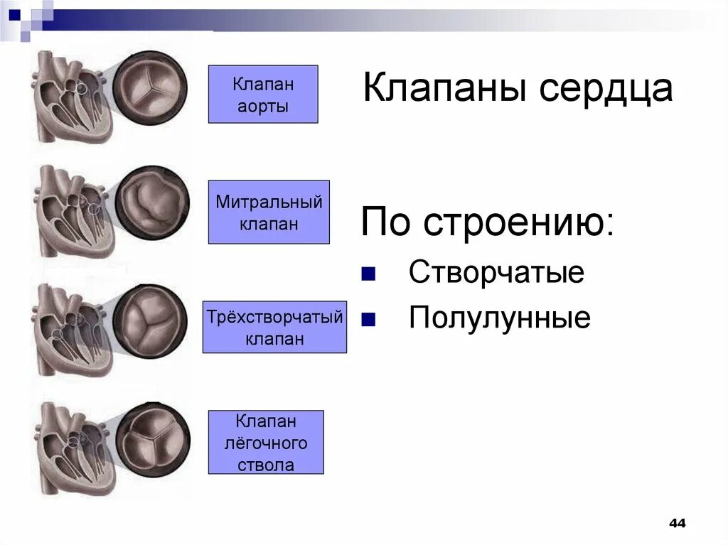 Какую функцию выполняют створчатые клапаны. Клапаны сердца. Типы клапанов сердца. Форма клапанов сердца. Клапаны сердца названия.