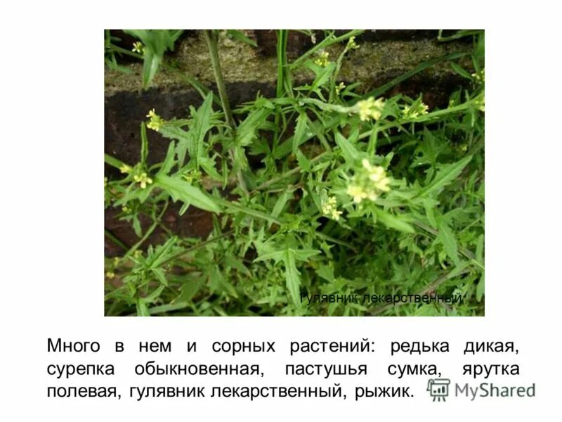 Почему пастушью сумку дикую редьку горчицу. Гликозиды в растениях. Почему пастушью сумку дикую редьку горчицу. Почему пастушью сумку дикую редьку горчицу. Горчица семейство крестоцветные.