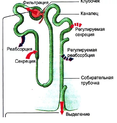 Строение нефрона почки фильтрация. Схема строения нефрона физиология. Строение нефрона почки. Строение нефрона реабсорбция. Этапы фильтрации в нефроне