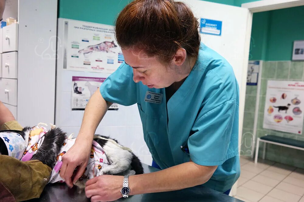 ветеринар аллерголог