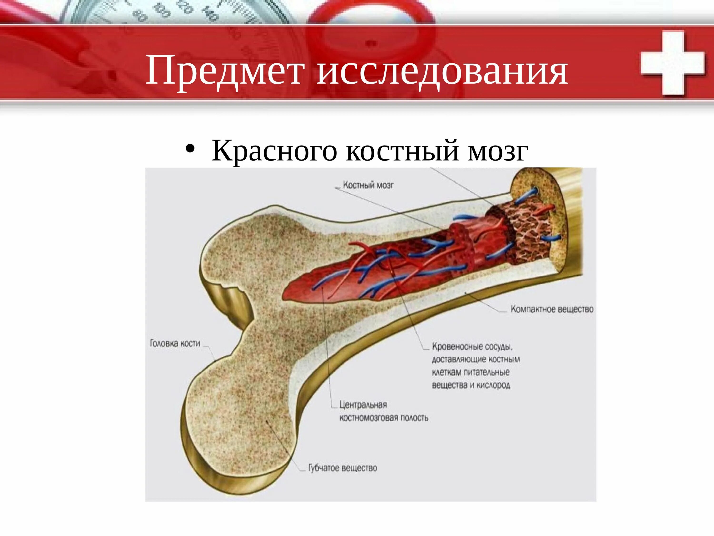 Красный костный мозг в трубчатой кости. Жёлтый костный мозг в трубчатой кости. Трубчатая кость желтый костный мозг. Красный костный мозг в бедренной кости.