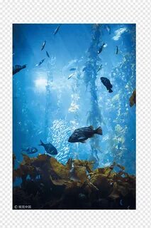 And fish lives in the sea