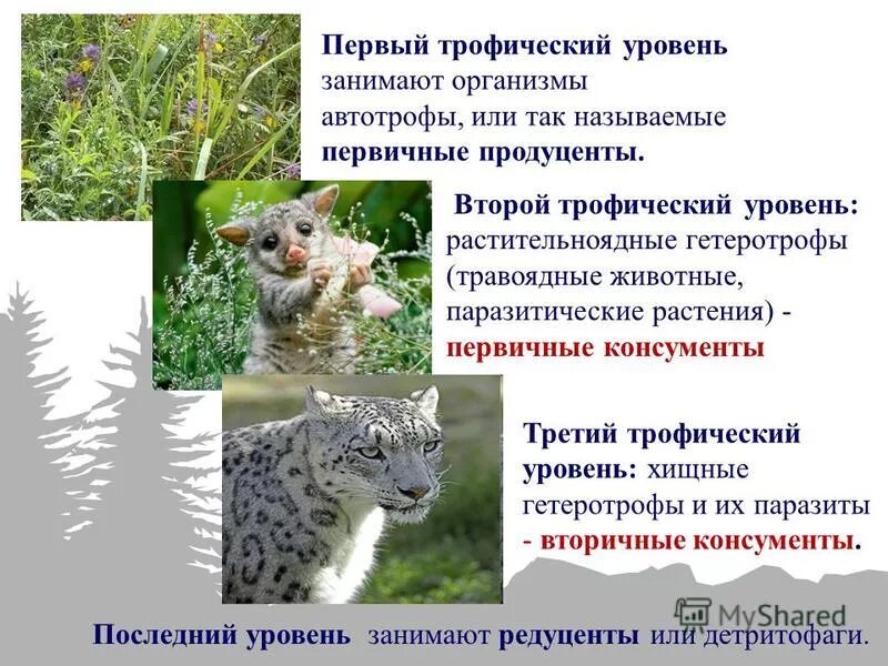 трофический уровень экологической пирамиды. трофические уровни единицы энергии. 3 трофический уровень. второй трофический уровень. трофические уровни.