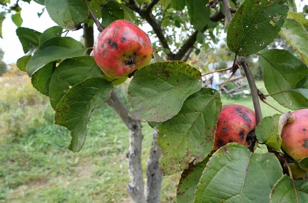 Парша на яблоне фото описание. Парша на яблоне. Яблоневая парша. Парша на яблоках. Парша яблони возбудитель.