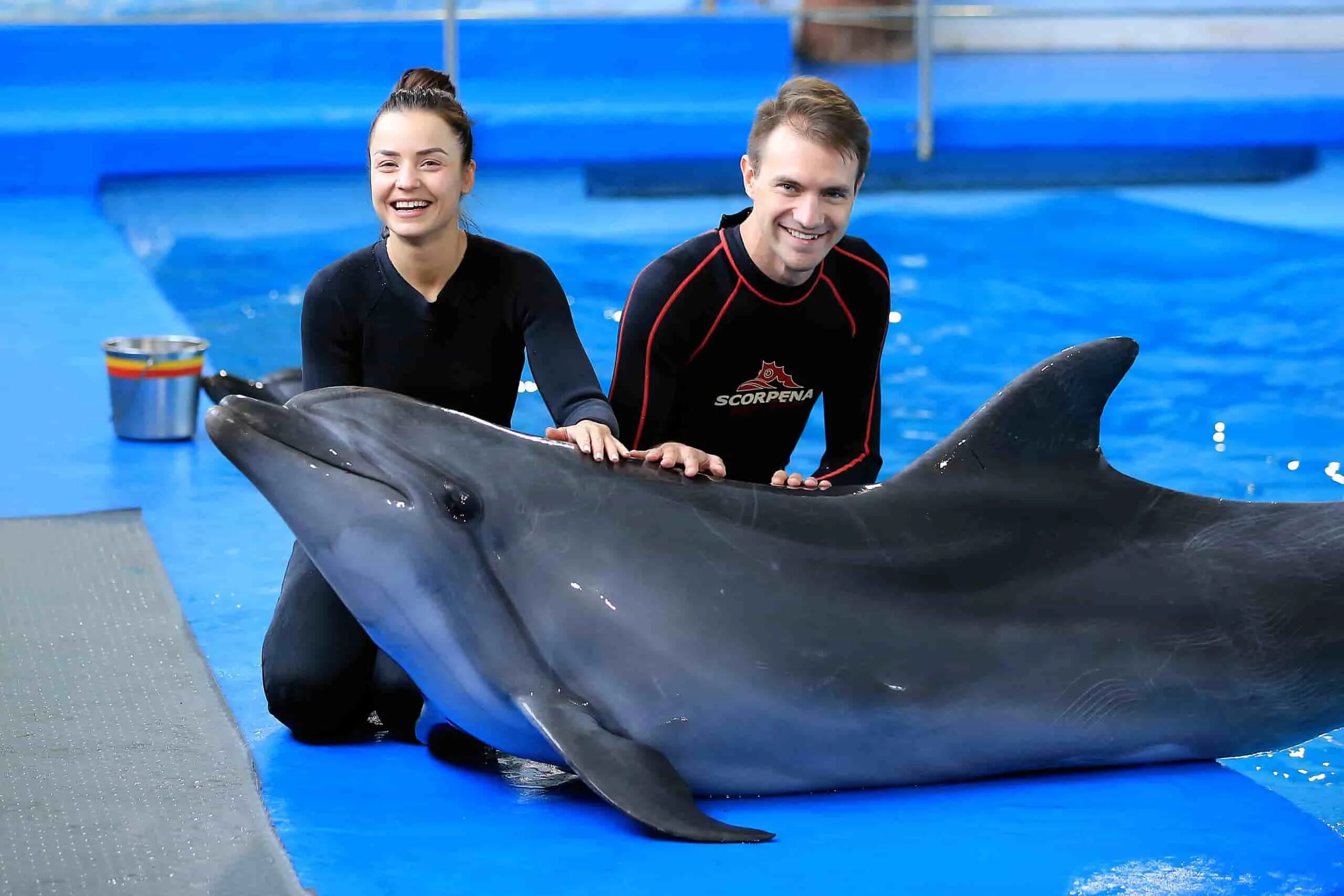 Дельфинарий ярославль купить. Дельфинарий Dolphin Planet в Ярославле. Ярославль Диль дельфинарий Ярославль. Дельфины в дельфинарии. Дельфинотерапия дельфины.