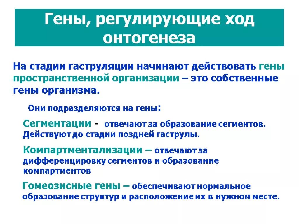 Гены онтогенеза. Гены контролирующие ход онтогенеза. Гены пространственной организации. Гены регулирующие ход онтогенеза гены пространственной организации. Регуляция онтогенеза.