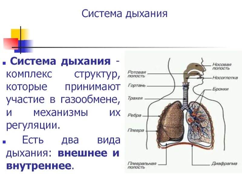 Дыхательную функцию выполняют клетки. Строение система органов дыхательная система. Строение системы органов дыхания человека. Строение и функции органов дыхательной системы. Физиология дыхательной системы схема.