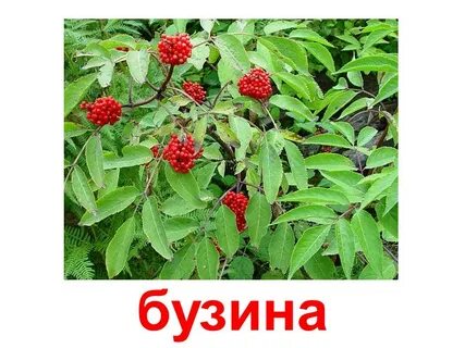 Бузина для детей