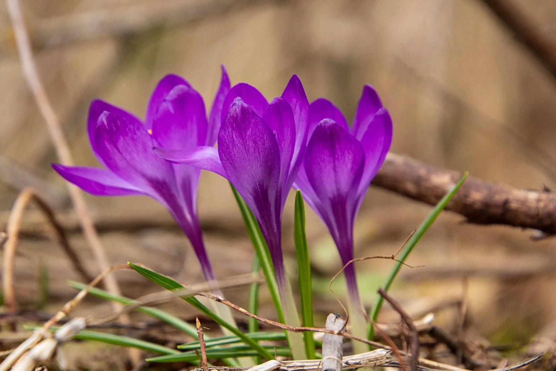 Crocus Шафран. Шафран цветок. Крокус посевной. Цветочек шафрана.