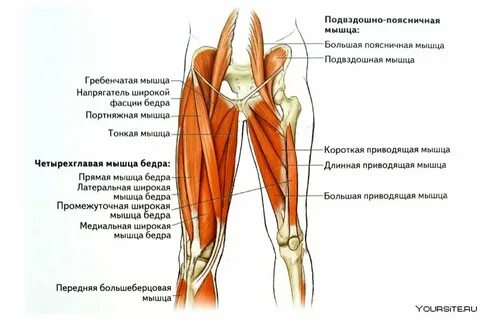 Спазмы приводящей мышцы