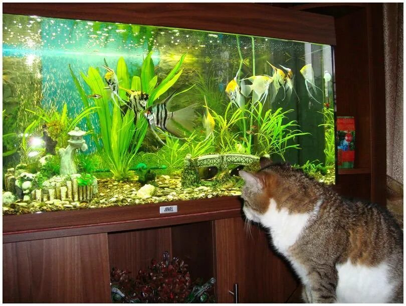 Живой уголок аквариум. Рыбки для аквариума. Аквариум домашний с рыбками. Домашние рыбки в аквариуме. Красивые рыбки для аквариума.
