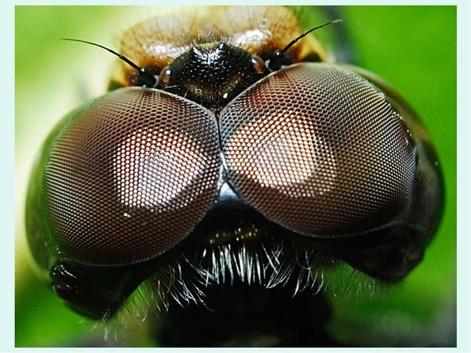 Фасеточные глаза мухи. Фасеточные глаза Стрекозы. Фасеточные глаза пчелы. Фасетка глаза насекомых.