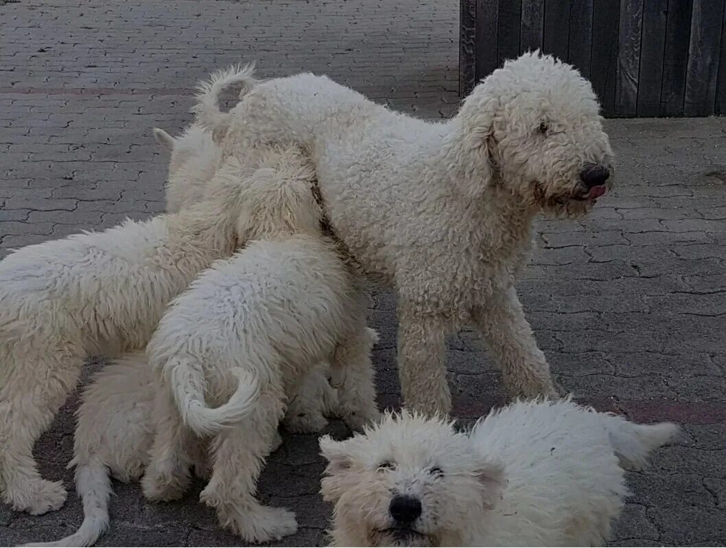 Комондор щенки. Комондор щенки. Собака комондор венгерская овчарка. Порода комондор щенки. Комондор щенки.