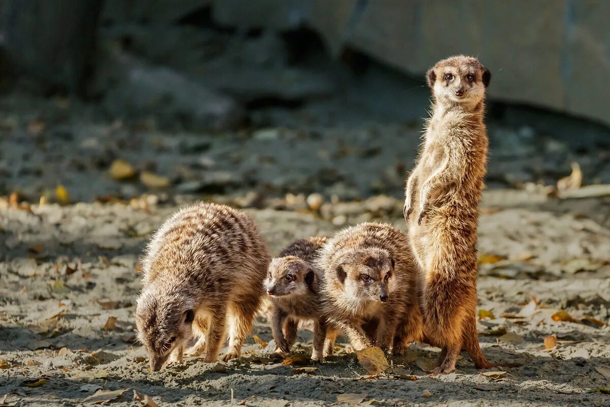 сурикат сибирский.