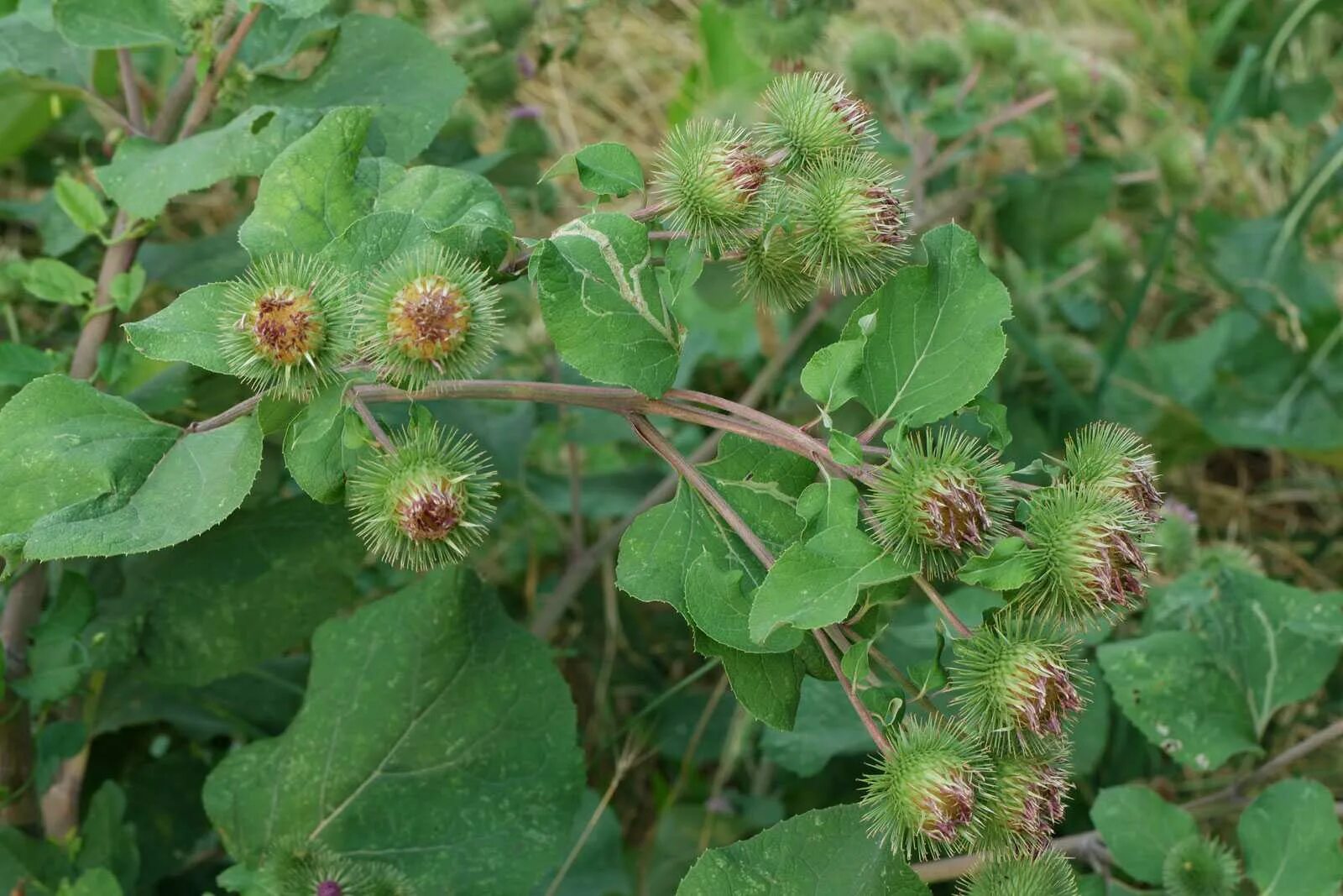 Лопух дерево. Репей лопух. Лопух Arctium Lappa. Репейник (Burdock). Репейник Луговой.