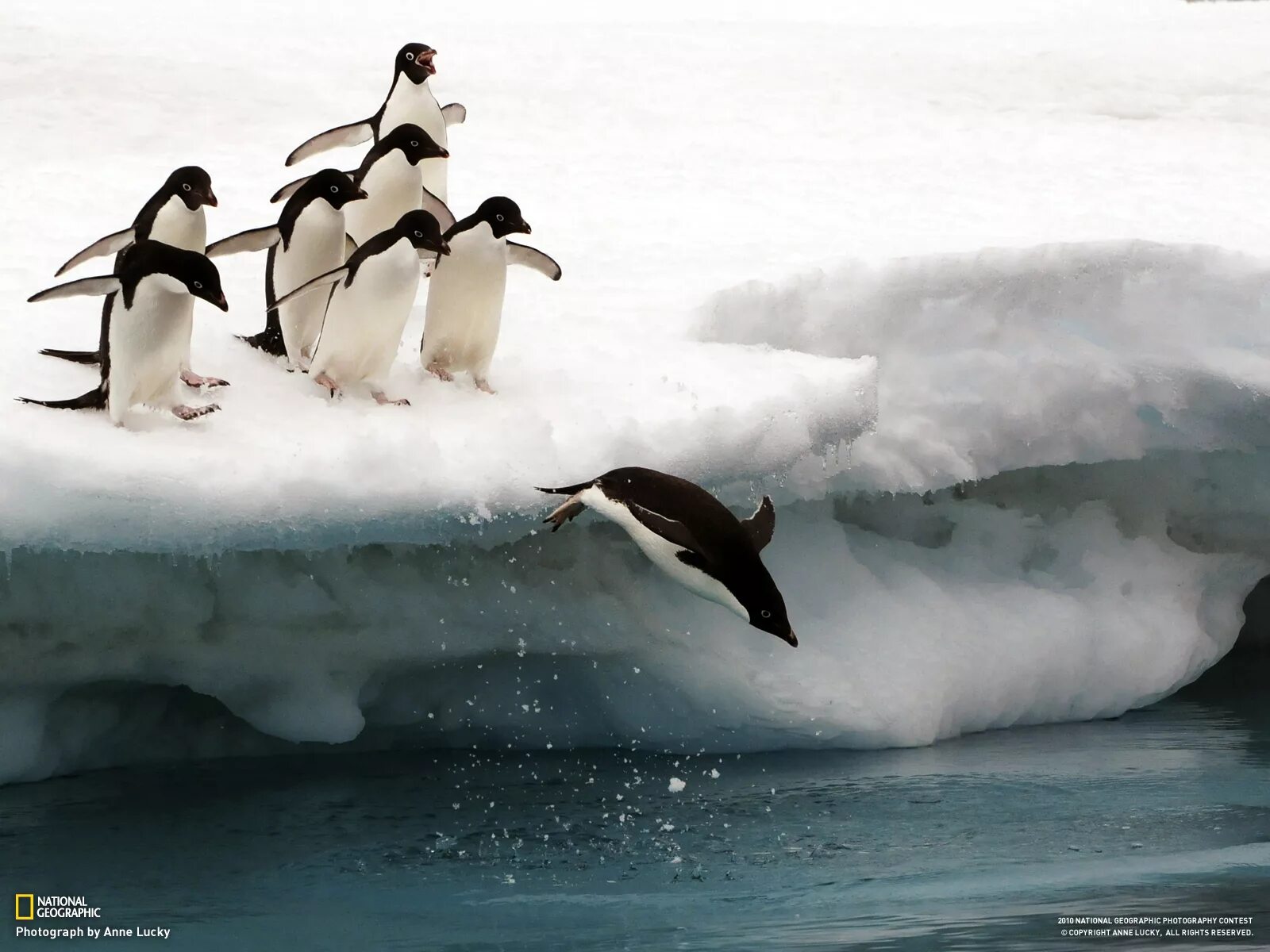 Пингвин касатка лодка. Пингвин. Пингвины на льдинах. Плавающие птицы пингвины. Пингвины на льду.