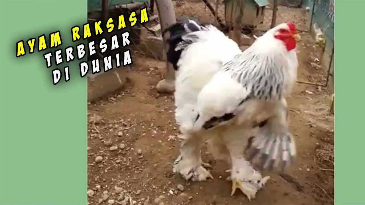 Куры Австралорп белый.Инкубационное яйцо,цыплята. - Доска бесплатных объявлений 