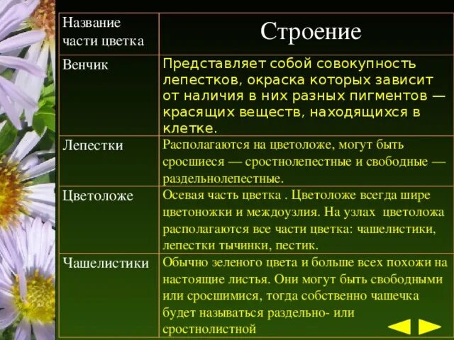 Ромашка таблица. Венчик ромашки. Структура цветка ромашки. Лепестки венчика строение. Венчик цветка ромашки.