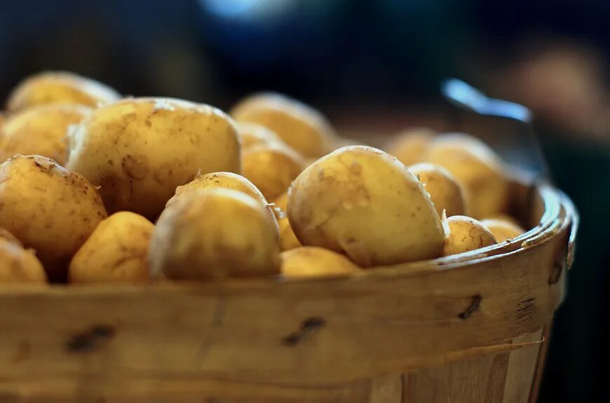 Половина картофеля. Украинская картошка. Картошка в космосе. Сбор картофеля. Валовый картофель