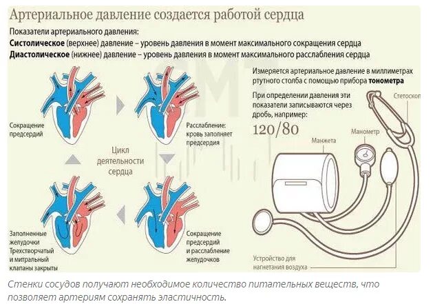 О чем говорят верхнее и нижнее. Как называется давление у человека. Аномалии кровяного давления схема. Как определить кровяное давление человека. Давление человека верхнее и нижнее симптомы.