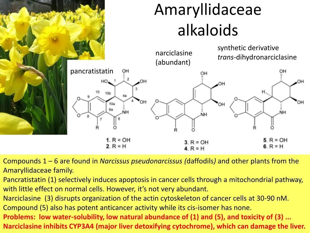 Нарциссин формула. Алкалоид хигенамин. Алкалоиды у лютиковых. Алкалоид герцедин. Алкалоид в чайных листьях