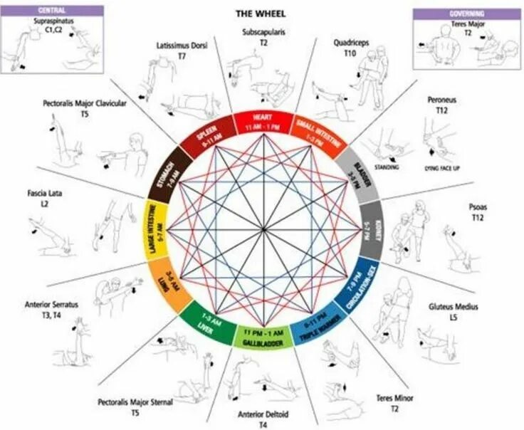 Единый мозг 3 в 1. Кинезиология. Прикладная кинезиология. Колесо меридианов кинезиология. Прикладная кинезиология таблица.