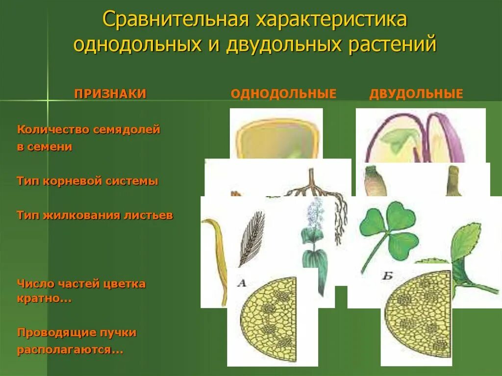 Подпишите их названия плауновые однодольные двудольные хвойные. Класс Однодольные и двудольные растения. Характеристика однодольных и двудольных растений. Характеристика класса Однодольные и двудольные. Семейства класса однодольных и двудольных растений.