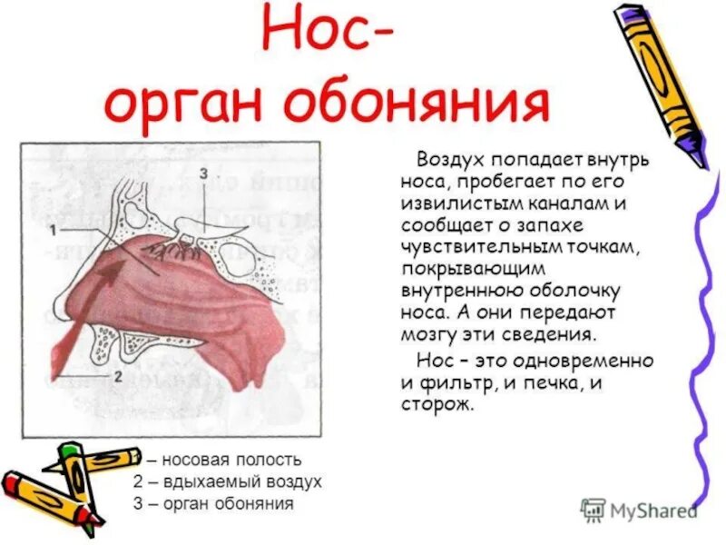 Органы обоняния доклад. Нос орган обоняния. Доклад про нос. Обоняние доклад.