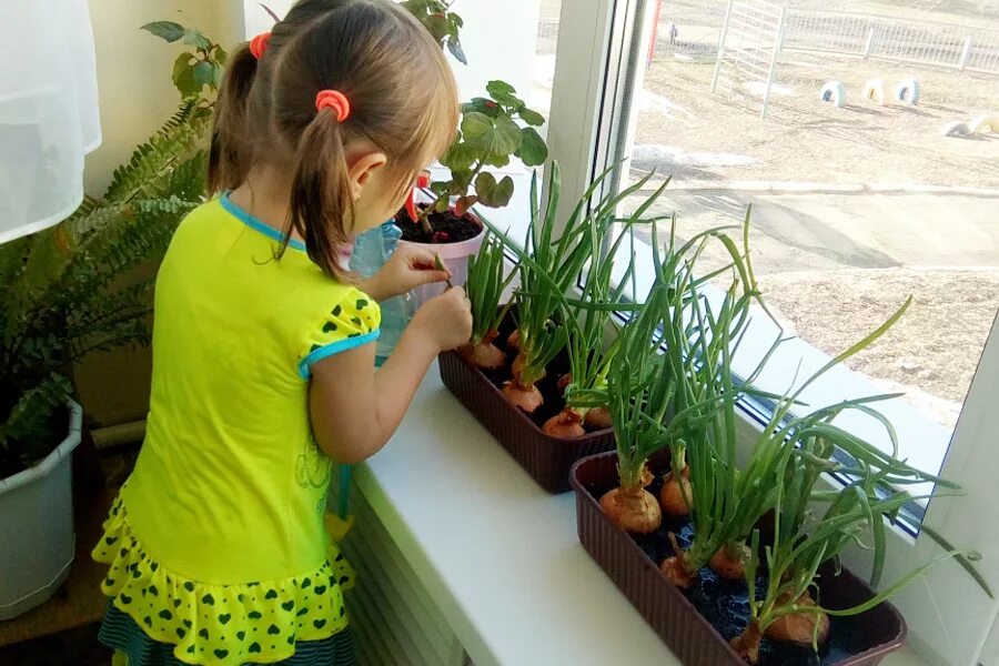 Домашний огород на подоконнике. Огород на подоконнике для детей. Лук на подоконнике в детском саду. Сажаем лук в детском саду. Дети вырастили цветы