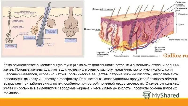 Какие функции потовых и сальных желез