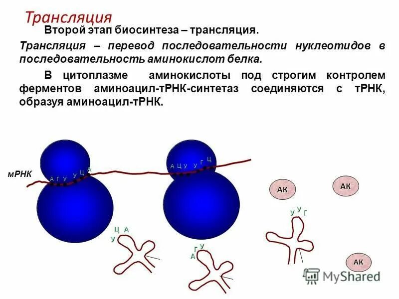 строение нуклеоида бактерий. наличие нуклеотида в цитоплазме. наличие нуклеотида в цитоплазме. наличие нуклеотида в цитоплазме. строение нуклеоида микробиология.