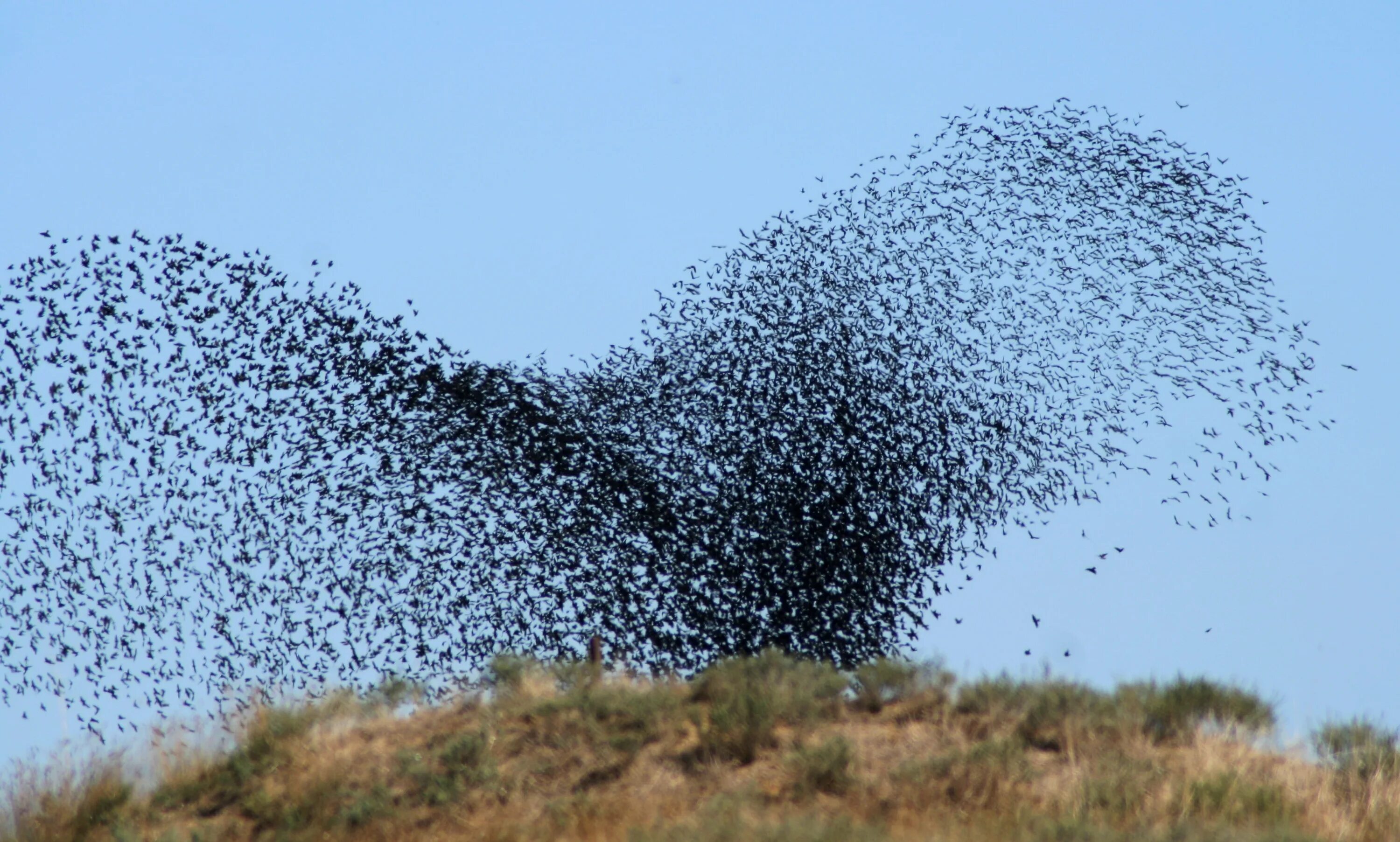 Flock of birds. Гнус Рой. Роение Скворцов. Рой Стрижей.