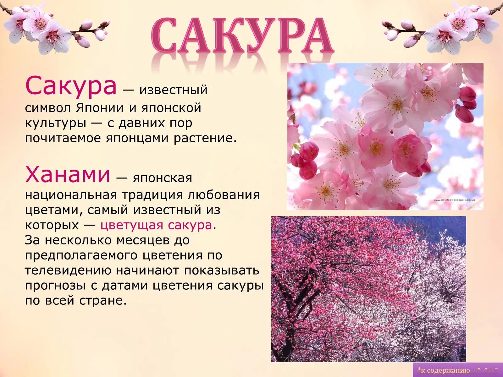 Сакура перевод