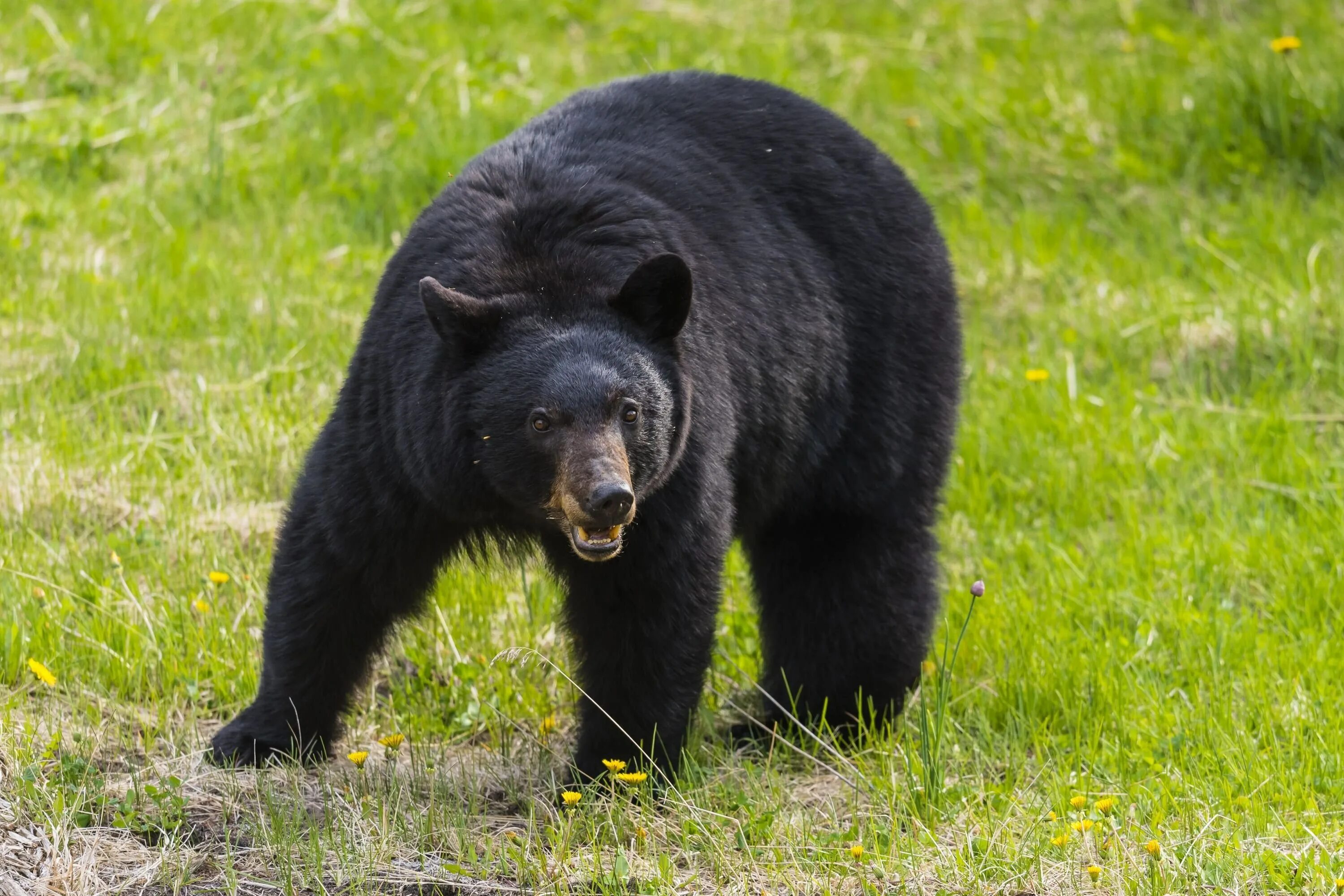 Brop bear. Барибал Северной Америки. Барибал медведь. Барибал ареал. Барибал и бурый медведь.