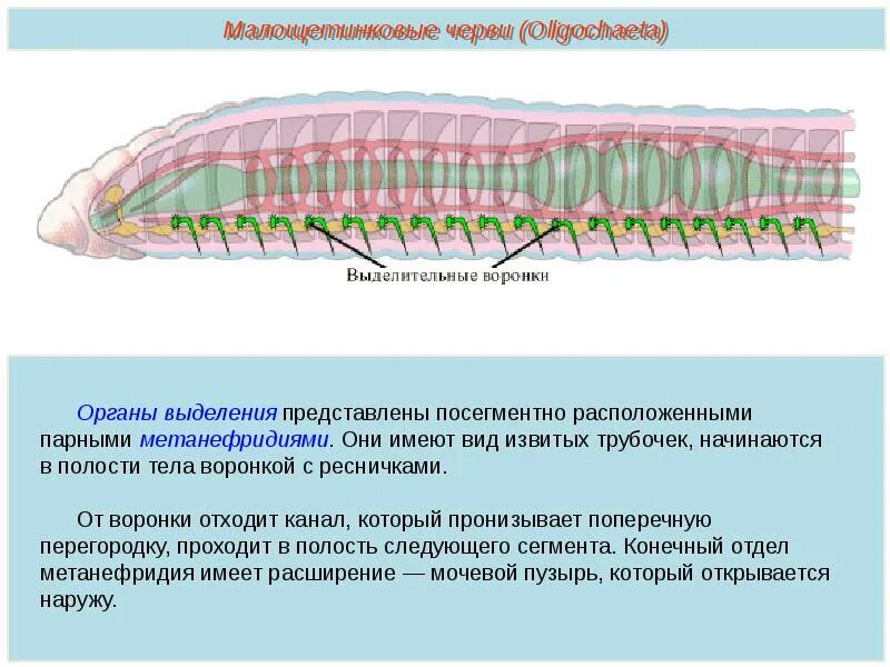 Слои кольчатых червей. Кровеносная система кольчатых червей 7 класс биология. Тип кольчатые черви строение 7 класс биология. Кольчатые черви полость тела 7 класс биология. Тип кольчатые черви Annelida.